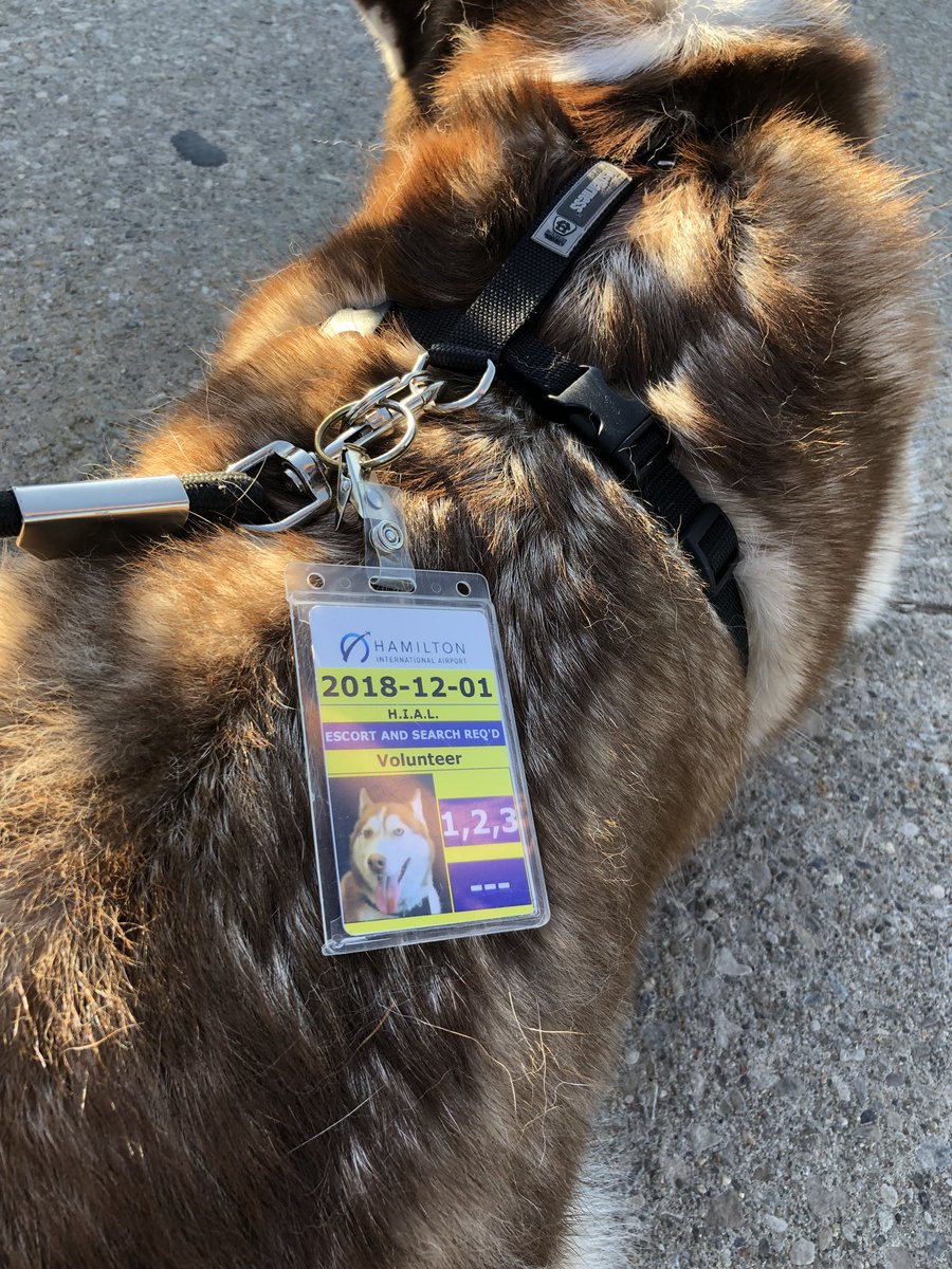 YHMDirOps's tweet photo. FFF: @flyyhm has our very own Keiko, a 3 legged therapy dog!  Buy a flight from @flyyhm, get a free hug...the line forms here.  #HamOnt #SecurityPass #FeelTheLove https://t.co/apTujdA8bT