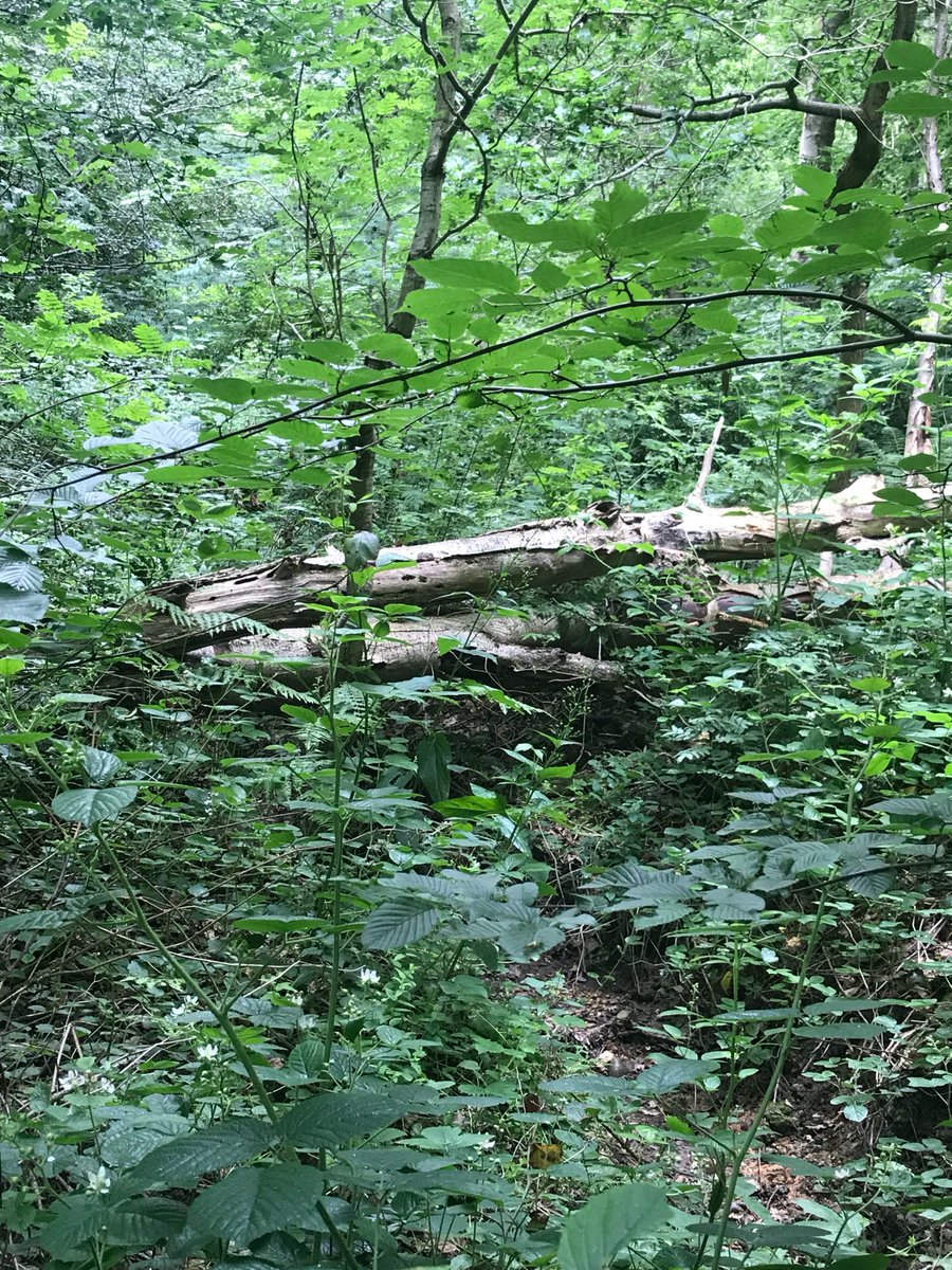 ParttimeGoth's tweet image. Visiting River Pinn NFM project in Ruislip, community learning together anoutcwhat works and what doesn’t! @DefraWater @singinghen @DefraGovUK