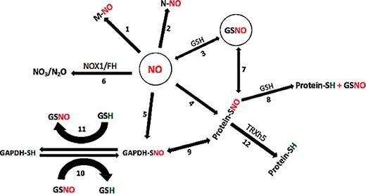 JXBot's tweet photo. Review: Specificity in nitric oxide signalling https://t.co/7Z6xupmoHd https://t.co/WjsUKgZiuD