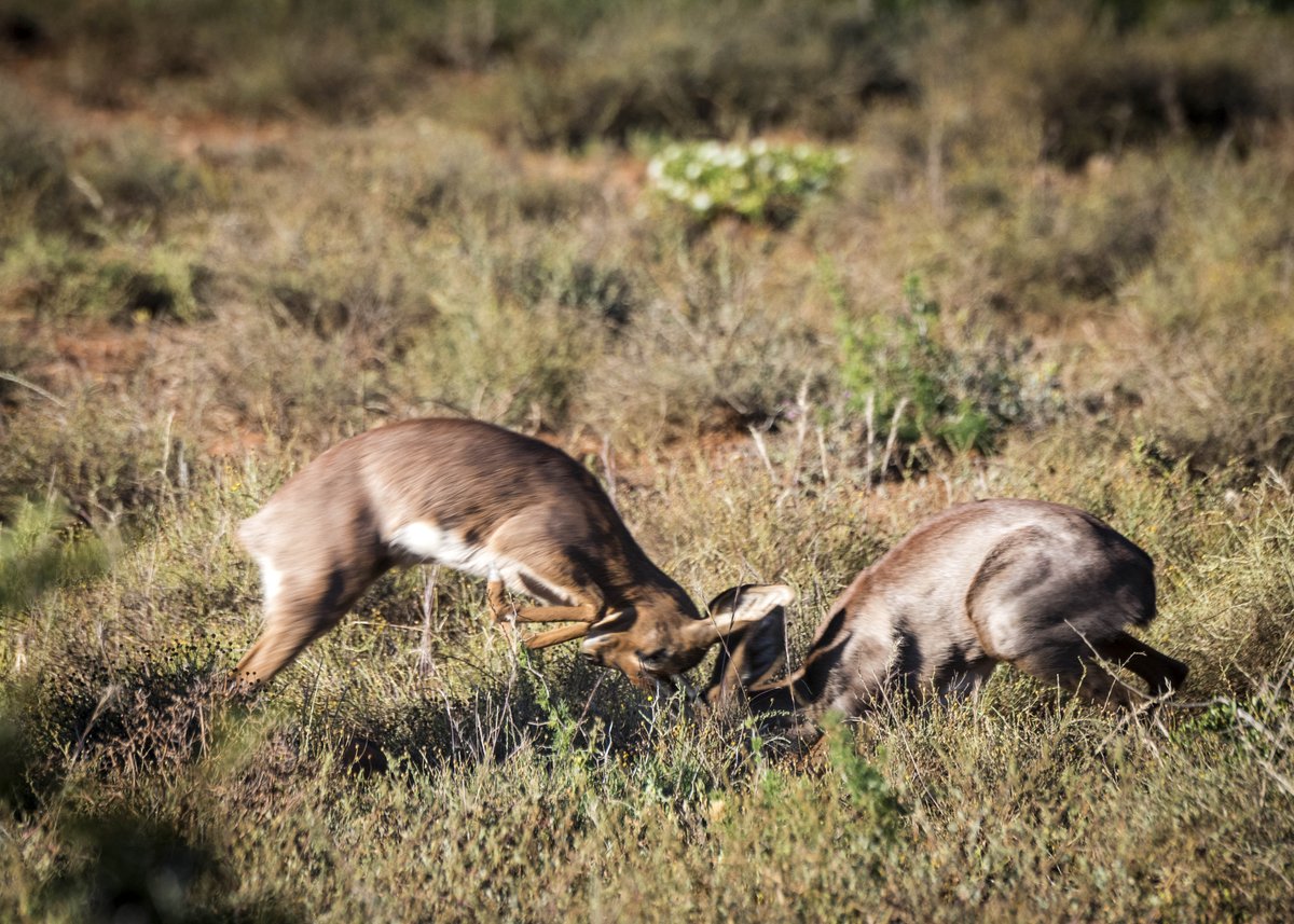 A rare sight we were lucky enough to catch on camera - 2 steenbok rams fighting. #wildlife #safarilife #safariwithus #southafrica #photooftheday