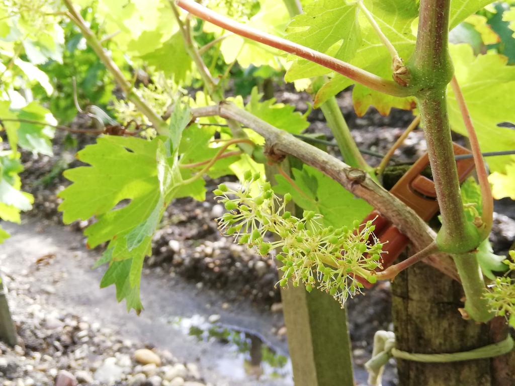 LovAquitaine's tweet photo. Et c'est parti pour la visite du prestigieux @Chateau_Kirwan, 3ème Cru Classé de #Margaux. Somptueux #jardins, #ChaisABarriques pour un #blogtrip au top ! https://t.co/vsrSJvfEBk