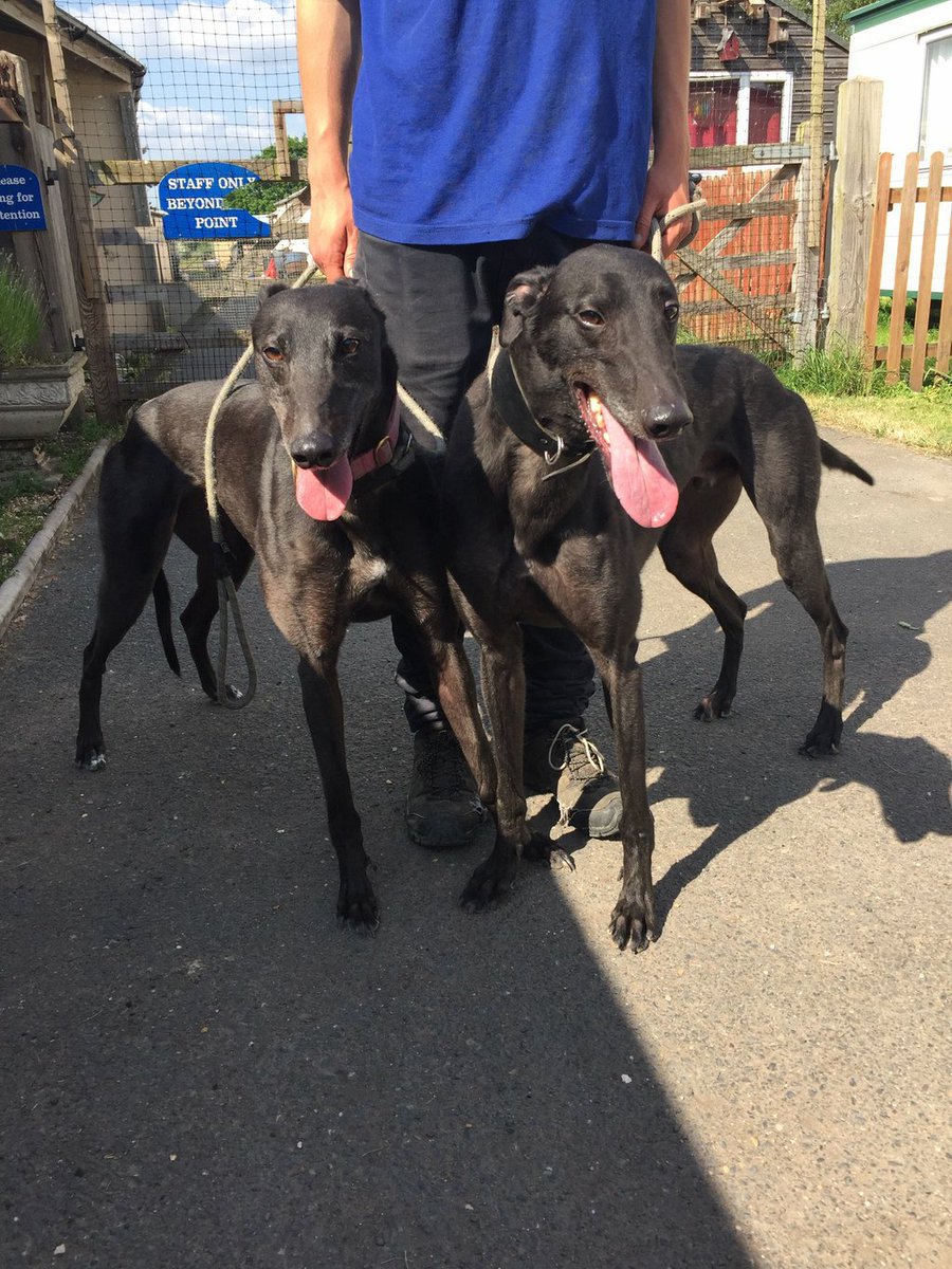 NWDogRescue's tweet photo. 🐾STACEY AND SMITHY🐾 here, we used to race together now we need a home (or two we can be separated or together)
Please RT 

You'll find all my details and an enquiry-form here
https://t.co/xjl1M6JLMs
https://t.co/XEjyQHiqWw https://t.co/ro8c50RJ4Y