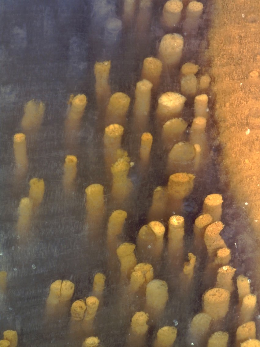 DinoLiteUS's tweet image. 📷Grassy Mountain silicified Miocene-age hardwood tree from the Grassy
Mountain area in Malheur County, Oregon, USA. 
🔬Image magnified at 100x taken with a Dino-Lite AD7013MT
#Repost from photographer Mike Viney

#fossil #woodfossil #oregon #microscope #photography