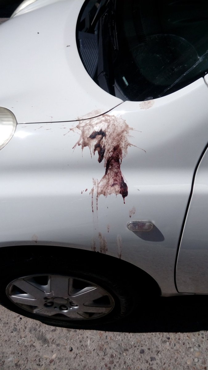 Viktor_Manuek's tweet photo. Fav: helado de chocolate.
RT: menstruación de paloma.
En fin, me cago en las ratas del aire.
#mierdadepaloma
#exterminioya
#cogelaescopetayempiezaareventarpalomos
#megustantodoslosanimalesmenoseste https://t.co/HI4YVWHanL