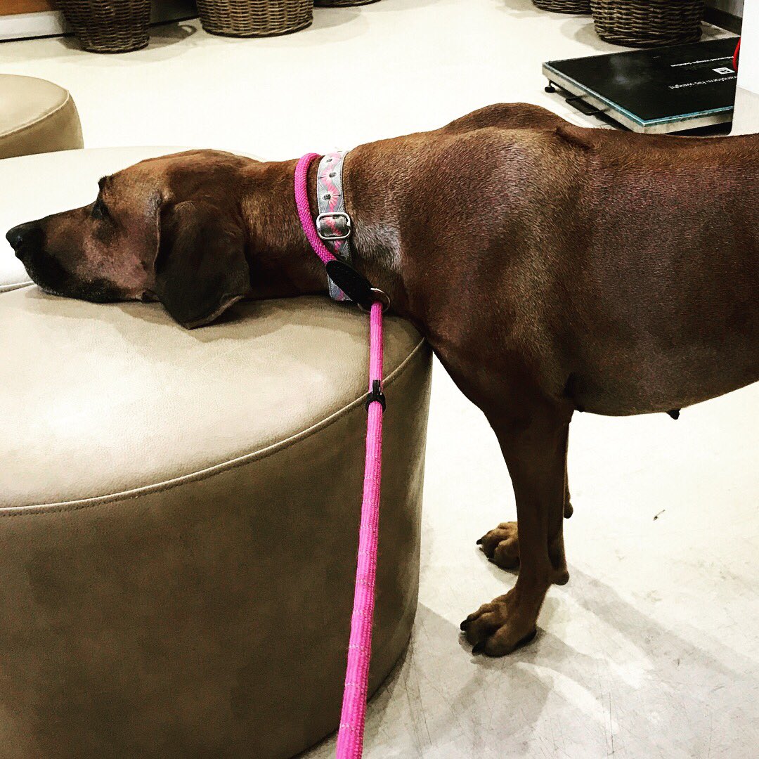 madolddoglady's tweet photo. Waiting for the vet is so tiring. #rhodesianridgeback at rest. https://t.co/NO0nxbMXOQ