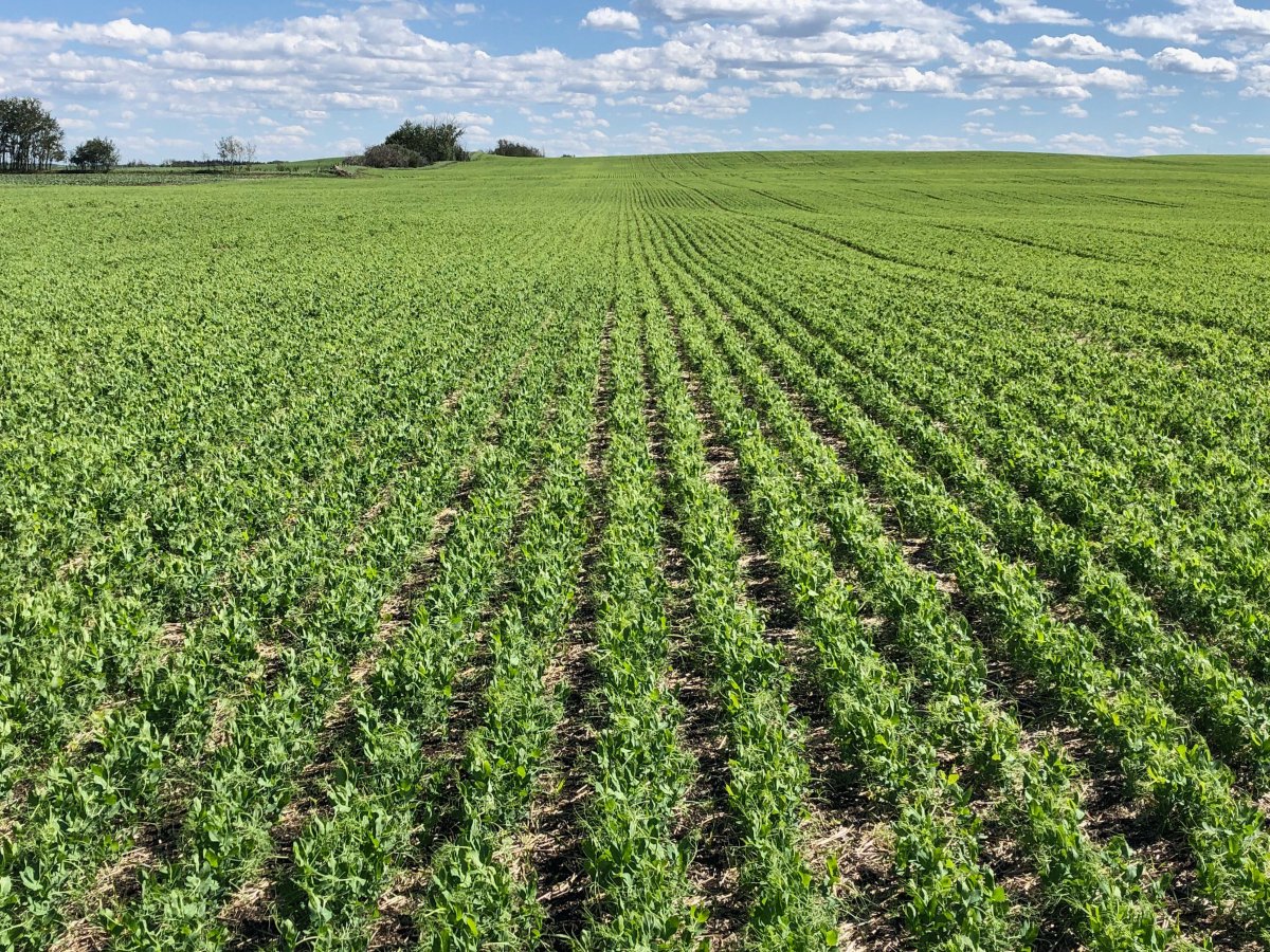 SmartSeeder's tweet image. Out in the field checking out the peas! 

#SMARTSeeder #plant18 #evendistribution 
@RMEHQ