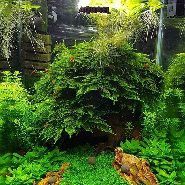 ScapesWorld's tweet photo. Not enough Christmas moss I think 🤔🤣 great work by Arek Kowalczyk. https://t.co/OToHDAGCTl https://t.co/S0zn1nnk5g