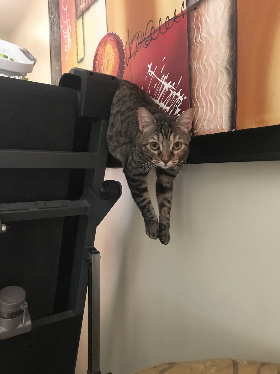 biancadeese's tweet photo. Mi gata estaba corriendo por toda la casa y se escuchaba cómo tumbaba las cosas. Luego todo se quedó en silencio por mucho tiempo y cuando salgo a ver SE HABÍA QUEDADO ATORADA AHDHAHDHA https://t.co/YjX3FjeUiO
