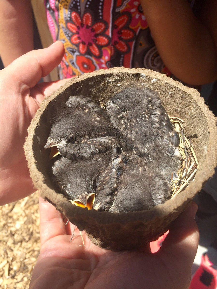 PFE_Rangers's tweet photo. Weβve got baby birds at our outdoor classroom! Thanks to the #UTOTES program at @naturalsciences for the birdhouse!! https://t.co/XX5UKGMQVX
