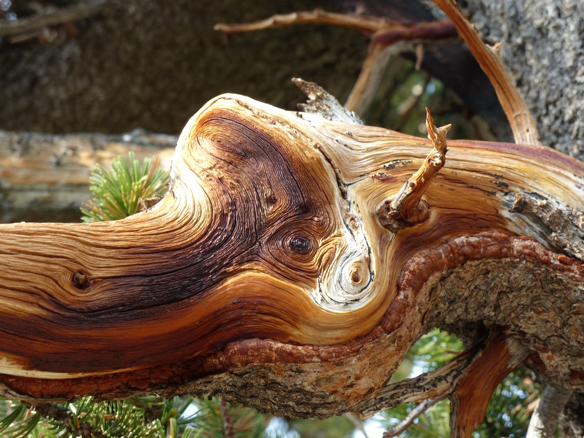 DGHaskell's tweet photo. Time is context dependent. For the Rocky Mountain bristlecone pine, a needle is fifteen summers, a sapling a century. For every species, a tempo, a velocity.
Wood from over 50 human generations ago, on a Precambrian mountain. https://t.co/NqWw22RTs0