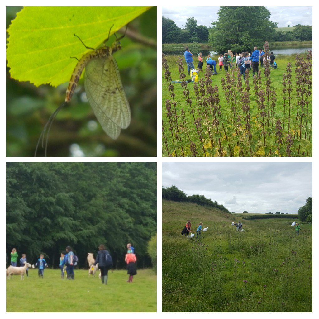 SOT_Enviro's tweet image. Bug hunting and junior shepherds yr 5 pupils from @SAfoodforlife silver #HeronCrossPrimary @HealthySoT @StokeLearning