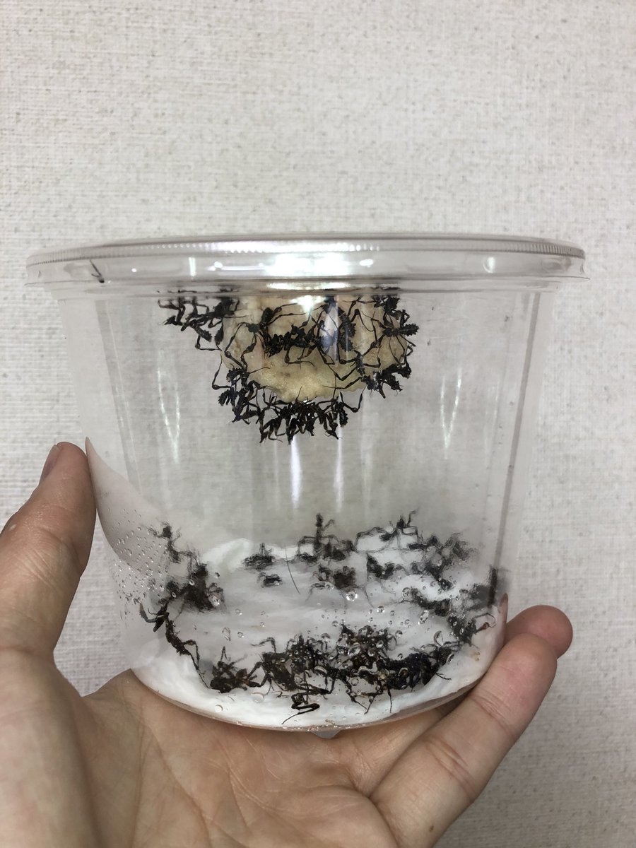 Ume星 Mtpeaks ただいまハナカマキリの卵鞘を３方向がアルミメッシュのケージにて保管しております 朝 晩に軽く霧吹きをして床面に湿度補助として湿らせた脱脂綿を置いております 剥がすと壊してしまいそうなので卵は産みつけたままにしております