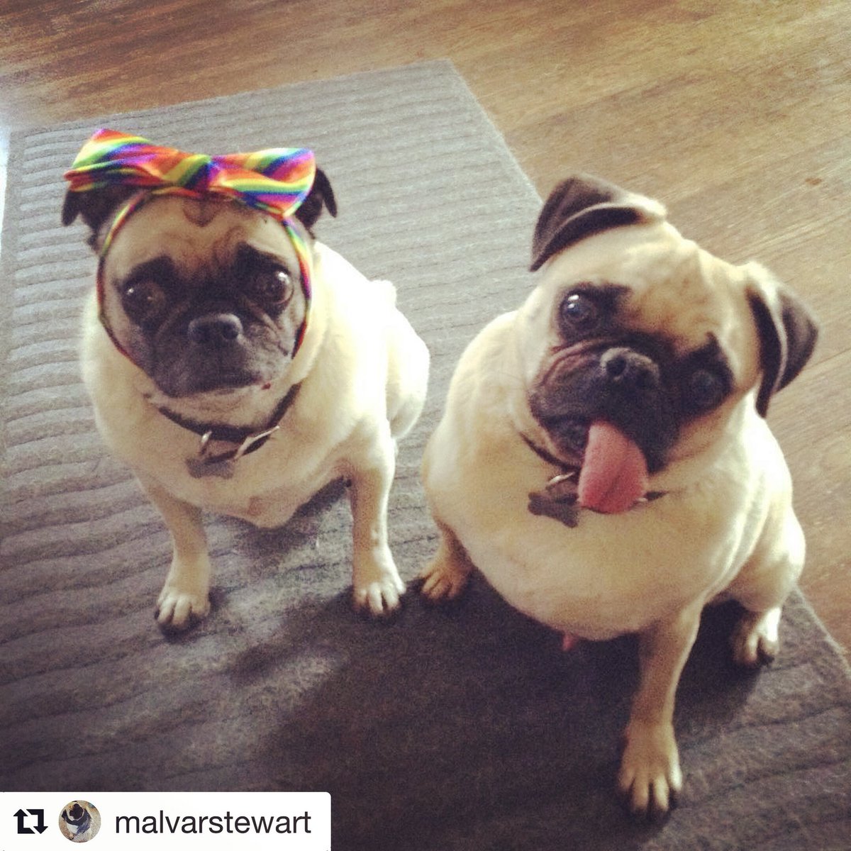 DingyProject's tweet photo. Happy Pride! 🌈🌈🌈🌈 https://t.co/0qdBTpDHFR