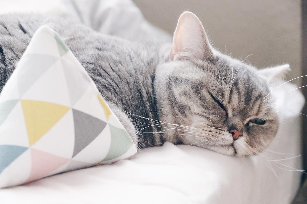 MinoumiCats's tweet photo. Hello Friday! Time to relax and spend time with your beloved cats 😽
📷 @paulagrafie (instagram)
#minoumi #minoumicats #ambassacat #design #cattoy https://t.co/eMR383VONp