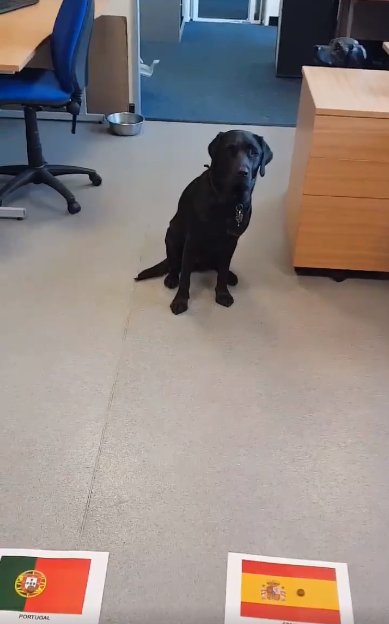 WORLD CUP: Guide dog predicts win for Spain (Video) evnsocialnewswire.slack.com/files/UB2HPJUE…