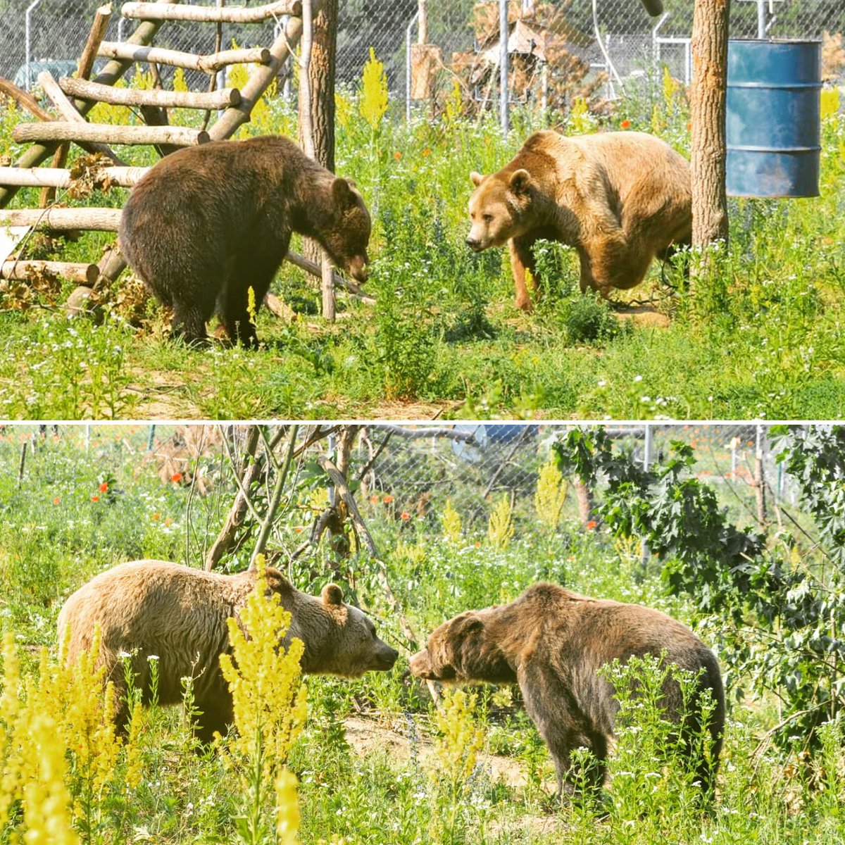 VIERVOETERS's tweet image. YES! Tyson en Mashutka zijn een #match 🐻💓🐻 Na lang #observeren heeft ons #team de grote #stap genomen en de #beren bij elkaar zet. Tyson was eerst een beetje #verlegen, maar uiteindelijk kwamen de beren dicht bij elkaar en zeiden zij elkaar gedag. bit.ly/domazhyr