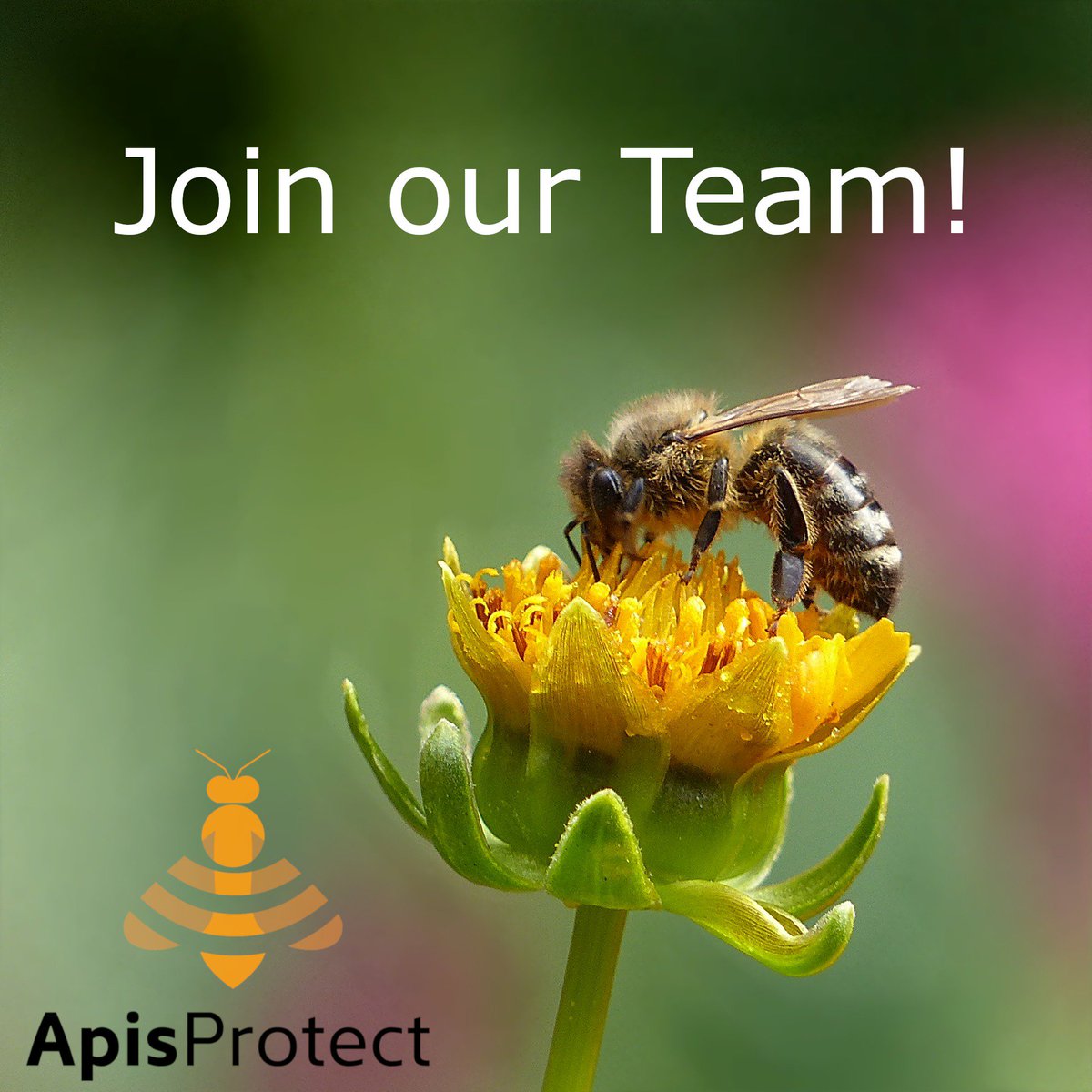 ApisProtect's tweet photo. We're hiring! If you want to join a fast growing, high-tech team working to #SaveTheBees check out https://t.co/il86yoetSM https://t.co/e4adqe5sx4
