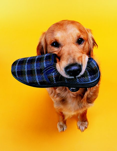AllDogsMatter's tweet photo. Need to get your paws on a last minute #FathersDay gift? Then look no further! Why not sponsor an @AllDogsMatter dog in need and share the love this weekend! For more info, just email info@alldogsmatter.co.uk #alldogsmatter #dogood #giveback #giftsthatgiveback https://t.co/dRYKT36p0C