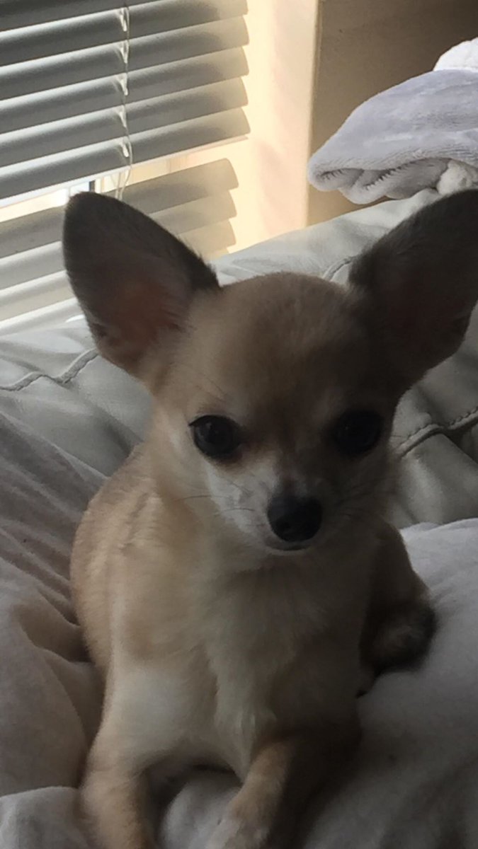 altrinchamhq's tweet photo. CAN YOU HELP JANE FROM COCO'S FIND COOKIE

Jane's Chihuahua cookie has gone missing about midnight last night in Central Way / High Street market area 

Anyone walking through #Altrincham Thurs night early hours Friday (today) May have seen him 

Please call Jane 07017566844

RT https://t.co/1PYsZiRdQ4