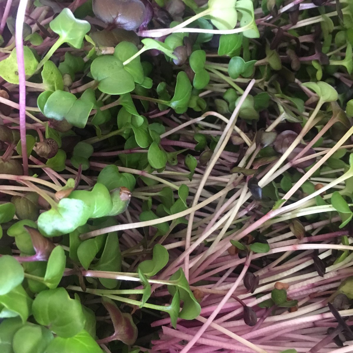 MrMicrogreen's tweet image. Tasty radish microgreens now being stocked in Tattie Shaws on leith walk, and @DiginVeg as part of the delicious sunshine mix. Get them now before they run out! #tasty #local #green #supportlocal #edinburgh #microgreens #growiteatitloveit
