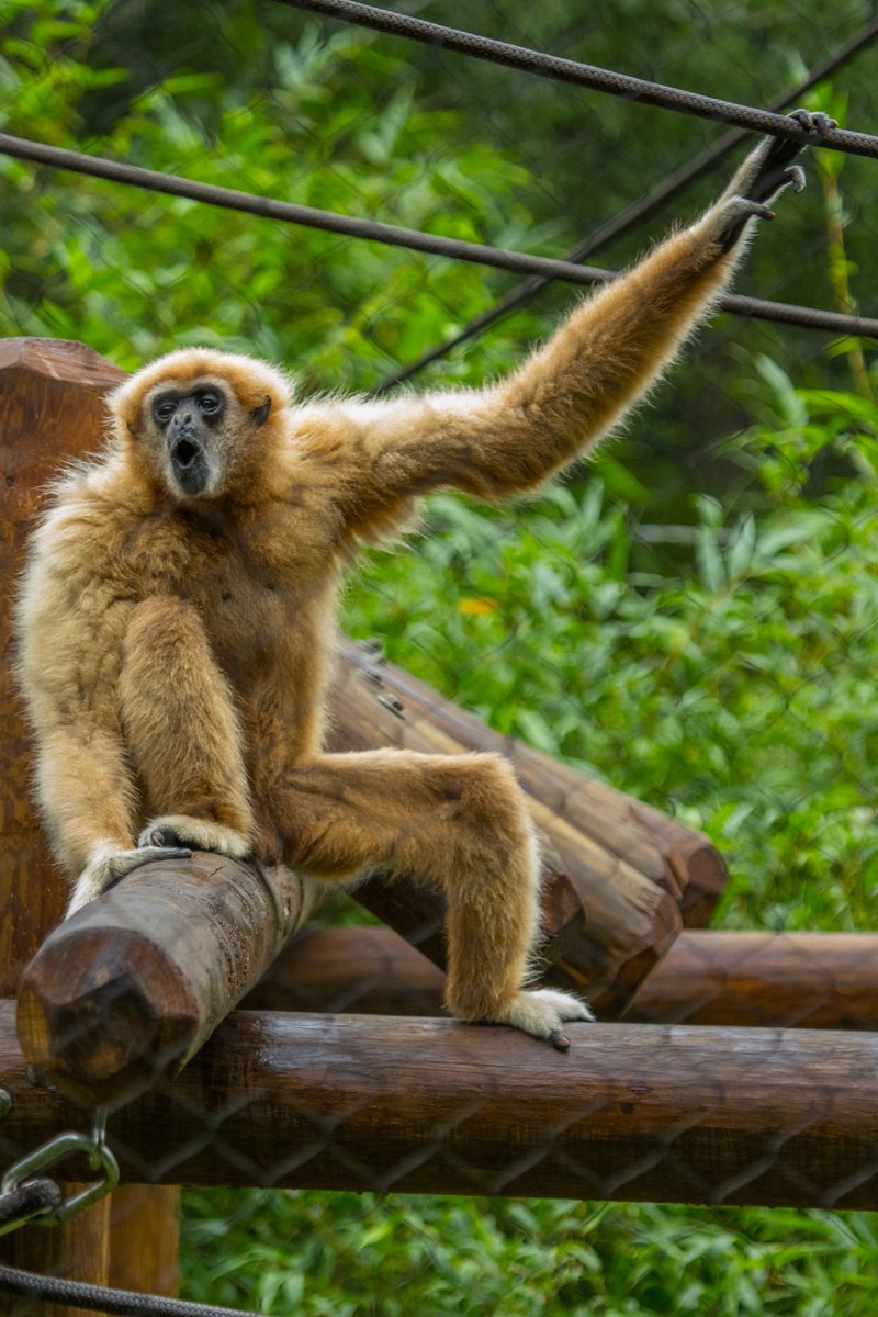 SFTeachingZoo's tweet photo. Our proud White handed gibbon father, Eddie, wanted to remind everyone to celebrate Dad this weekend! We will be open on #FathersDay from 9am-2pm. Bring your family to meet our family! 

#zooies #sftz #visitflorida #lovefl #gnv https://t.co/4aSETPllMg