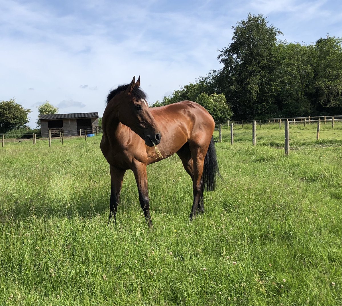 StephCam87's tweet photo. Stynes aka Sid enjoying his paddock time after winning on the flat yesterday @EPDS_Racing @McPhersonRacing π¦π #sid #stynes #legend #winner #paddocktime #champ https://t.co/ESYVNfBFRi