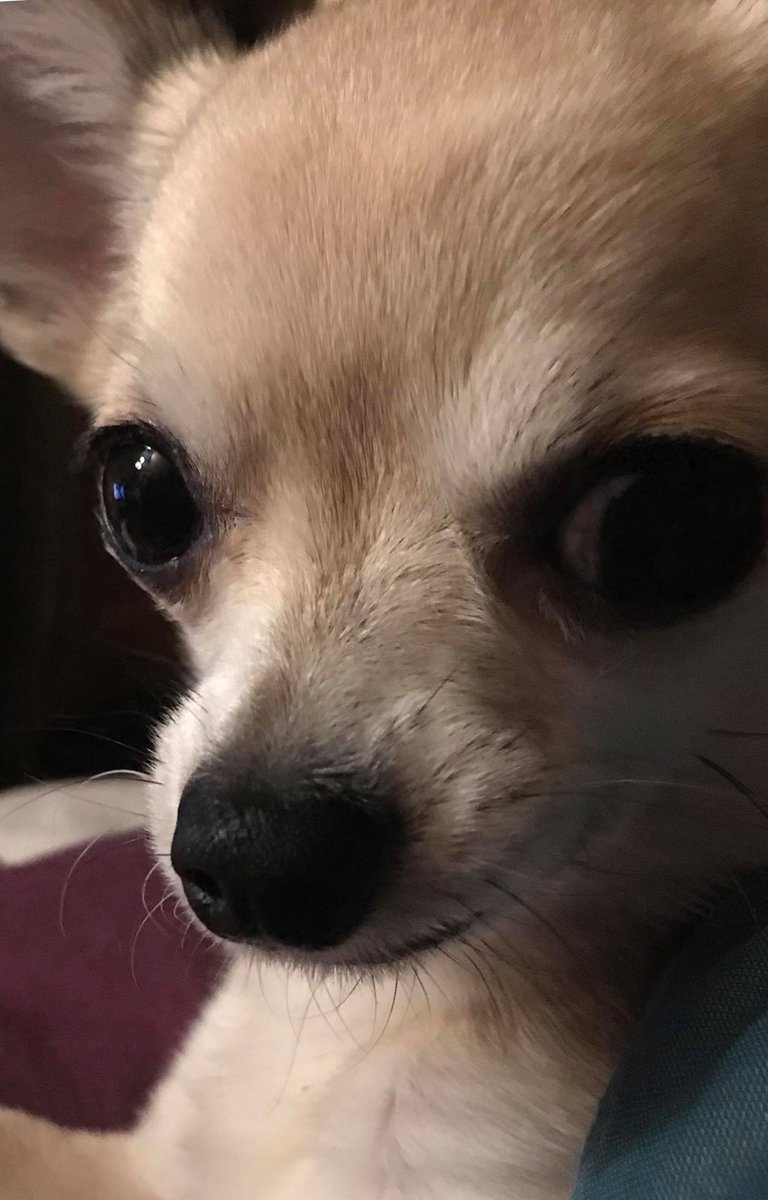 altrinchamhq's tweet photo. CAN YOU HELP JANE FROM COCO'S FIND COOKIE

Jane's Chihuahua cookie has gone missing about midnight last night in Central Way / High Street market area 

Anyone walking through #Altrincham Thurs night early hours Friday (today) May have seen him 

Please call Jane 07017566844

RT https://t.co/1PYsZiRdQ4
