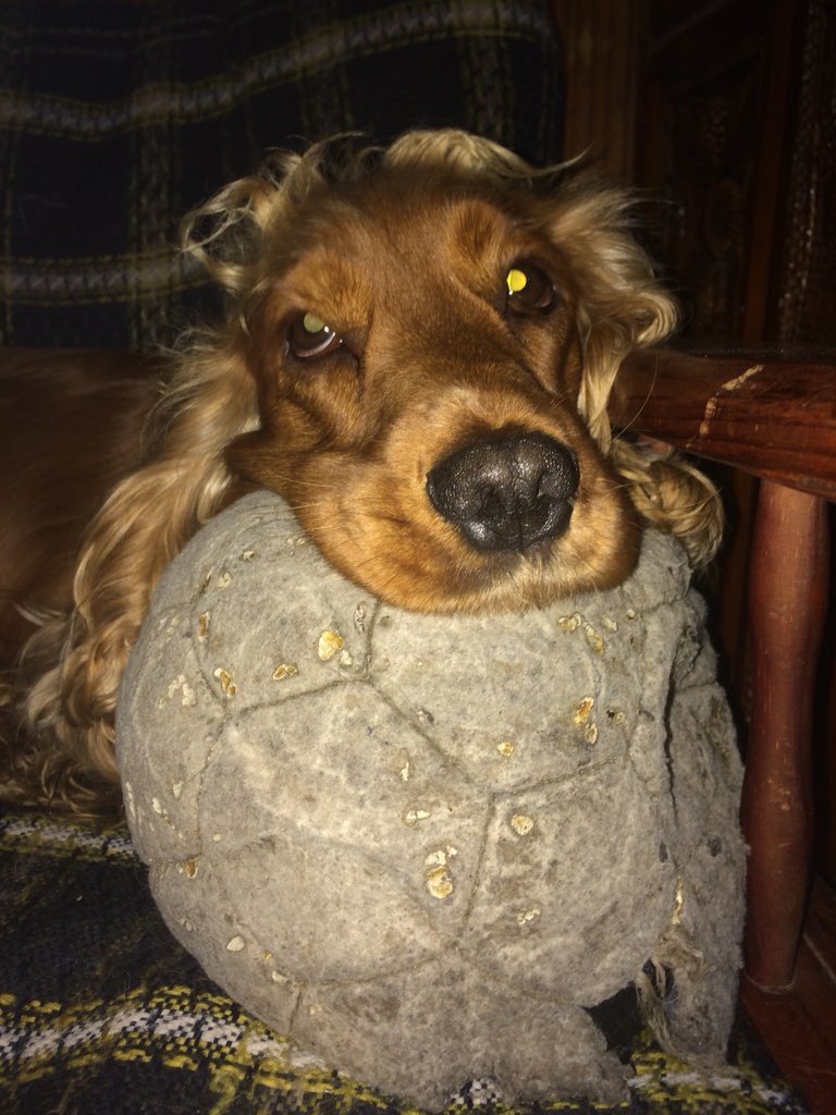 YuyaRubano's tweet photo. Uruguaaau 🇺🇾🐶🇺🇾🐶🇺🇾🐶🇺🇾 https://t.co/05HKhYVWh1