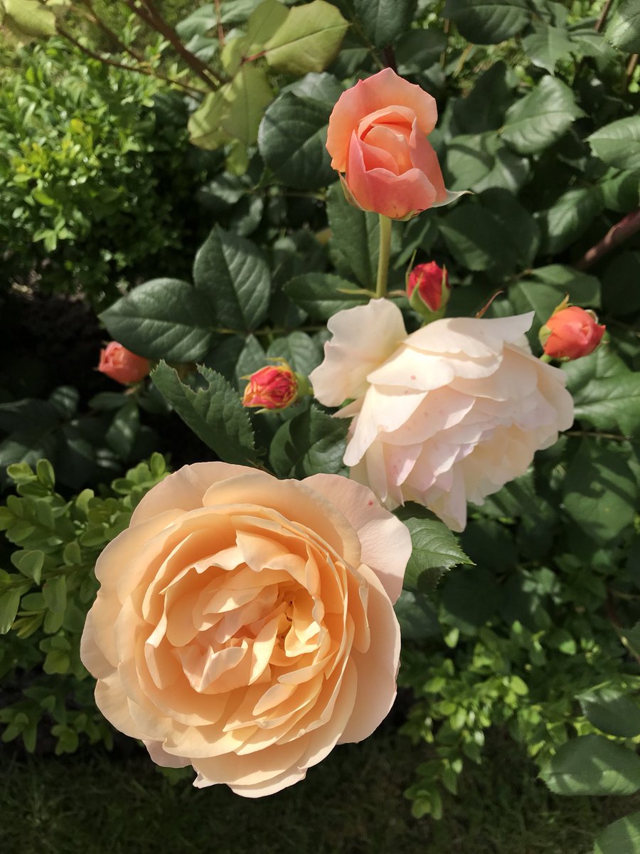 theFamilySK's tweet photo. A joyful sight! The glorious ‘giant peach’ petals of @DAustinRoses #roalddahl With its vibrant petals and heady scent, I wonder if James is hiding within?! #roses #rosa #gardening #mygarden #rosebed #buxus #gardenlove #flowers #persuepretty #countrystyle #horticulture #rosebud https://t.co/UgzlyO3xjc