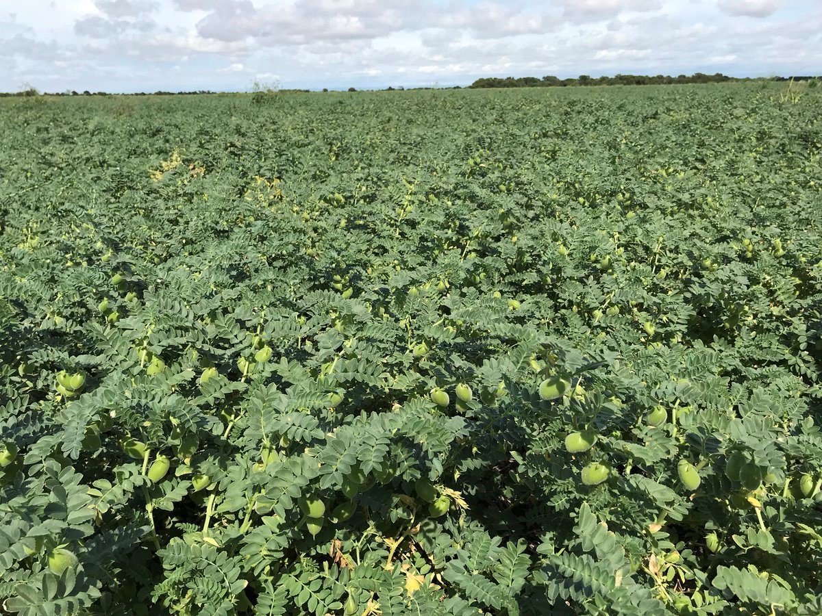 srjmcba's tweet photo. CON SELLO CAROYENSE, EL #GARBANZO SE ABRE AL MUNDO
Con más de 1.000 hectáreas alquiladas en C. Caroya, las fichas de la familia Costamagna están puestas en el garbanzo, un cultivo que comenzarán a exportar este año bajo su propia marca “Maluca Food”. 
► https://t.co/D1GYuoRNll https://t.co/UQYMcmx9Oo