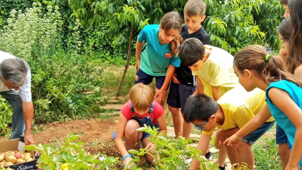 EscolaMadorell's tweet photo. Avui el Mateo, avi de l'escola ha collit les patates amb els alumnes de 4t #hort #intergeneracions #somMadorell https://t.co/2H3WrinLG8