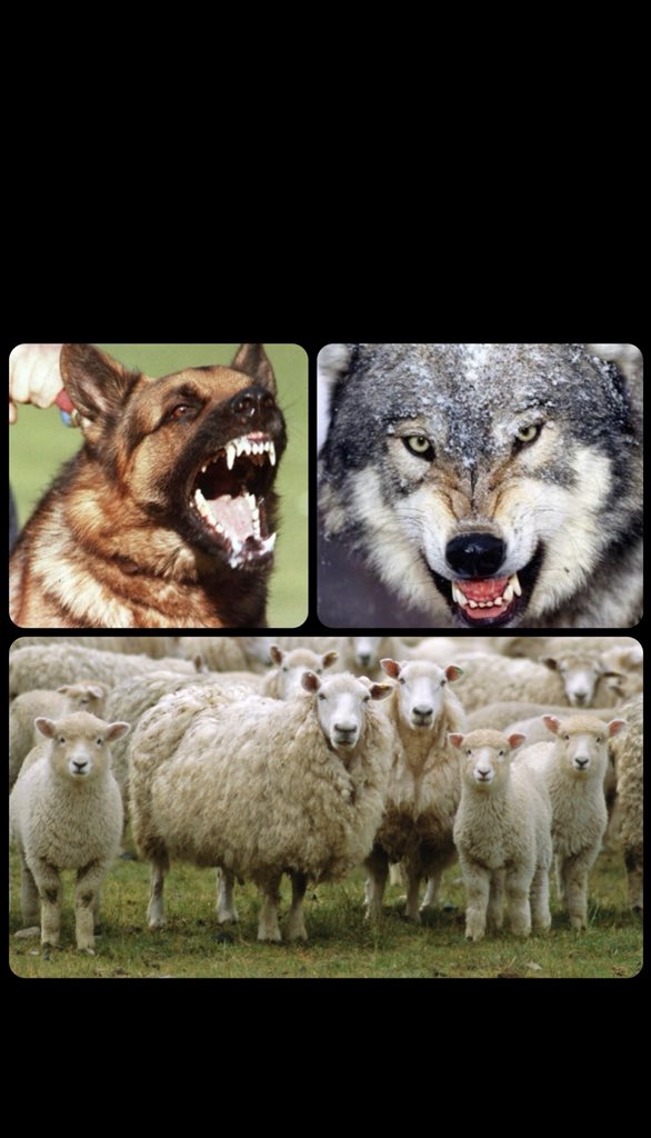 BolsonaroSP's tweet photo. VC É LOBO, CÃO PASTOR OU... OVELHA?

Parte das pessoas acreditam ser impossível romper com o atual sistema corrupto, preferem manter certa "estabilidade" mesmo com uma "corrupção tolerável" a ir para guerra e mudar tudo de uma vez por todas.
Eis as ovelhas! https://t.co/togkRu0bSP