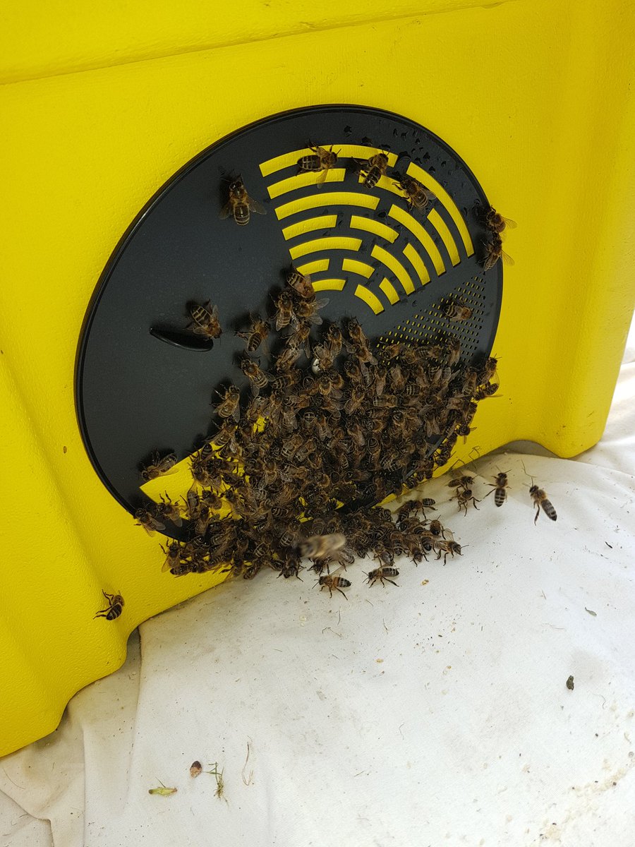 Beekeeperjools's tweet photo. Back in for the second time. Went and got a frame of brood. They don't normally abscond with brood in the box but it's been a weird year so far https://t.co/rJbN2Zod5Q