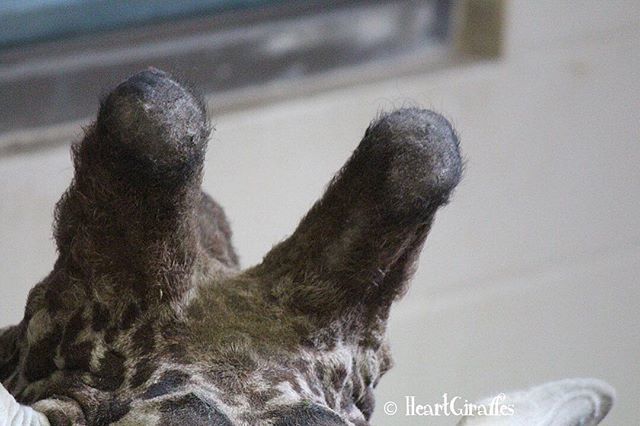 HeartGiraffes's tweet photo. "The pragmatist knows that doubt is an art which has to be acquired with difficulty." -- Charles Sanders Peirce
🦒🦒🦒
🦒🦒🦒
Photo taken at Peoria Zoo, 2013. #giraffe #giraffes #zoo #giraffeaday #heartgiraffes #wildlife #quotes #photooftheday #latergr… https://t.co/UZjGSH0CKW https://t.co/40aamj0PML