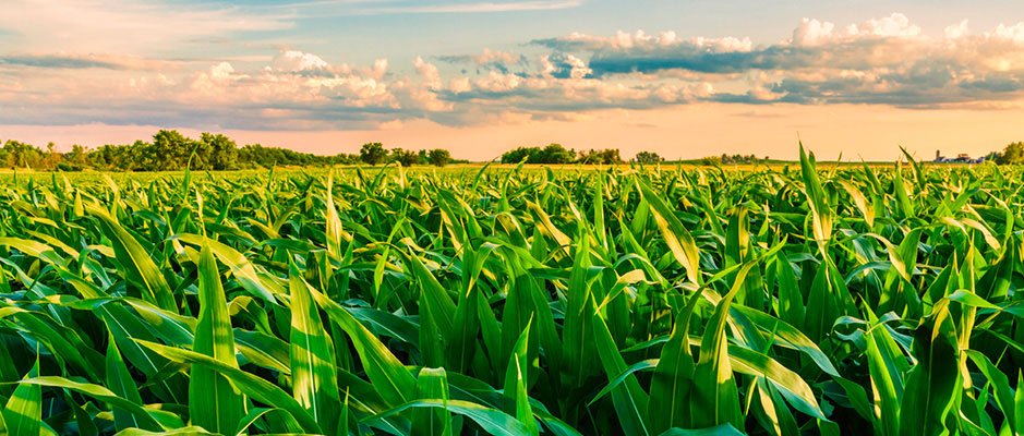TWK_Agri's tweet photo. Our short-term brokers are accredited to provide plantation insurance solutions. This cover mitigates risk against fire and allied perils pertaining to plantation industry incl harvesting costs, debris removal and aerial water-bombing costs.
https://t.co/BLiBar8g2G
#TWKInsurance https://t.co/YjflpgpCqR