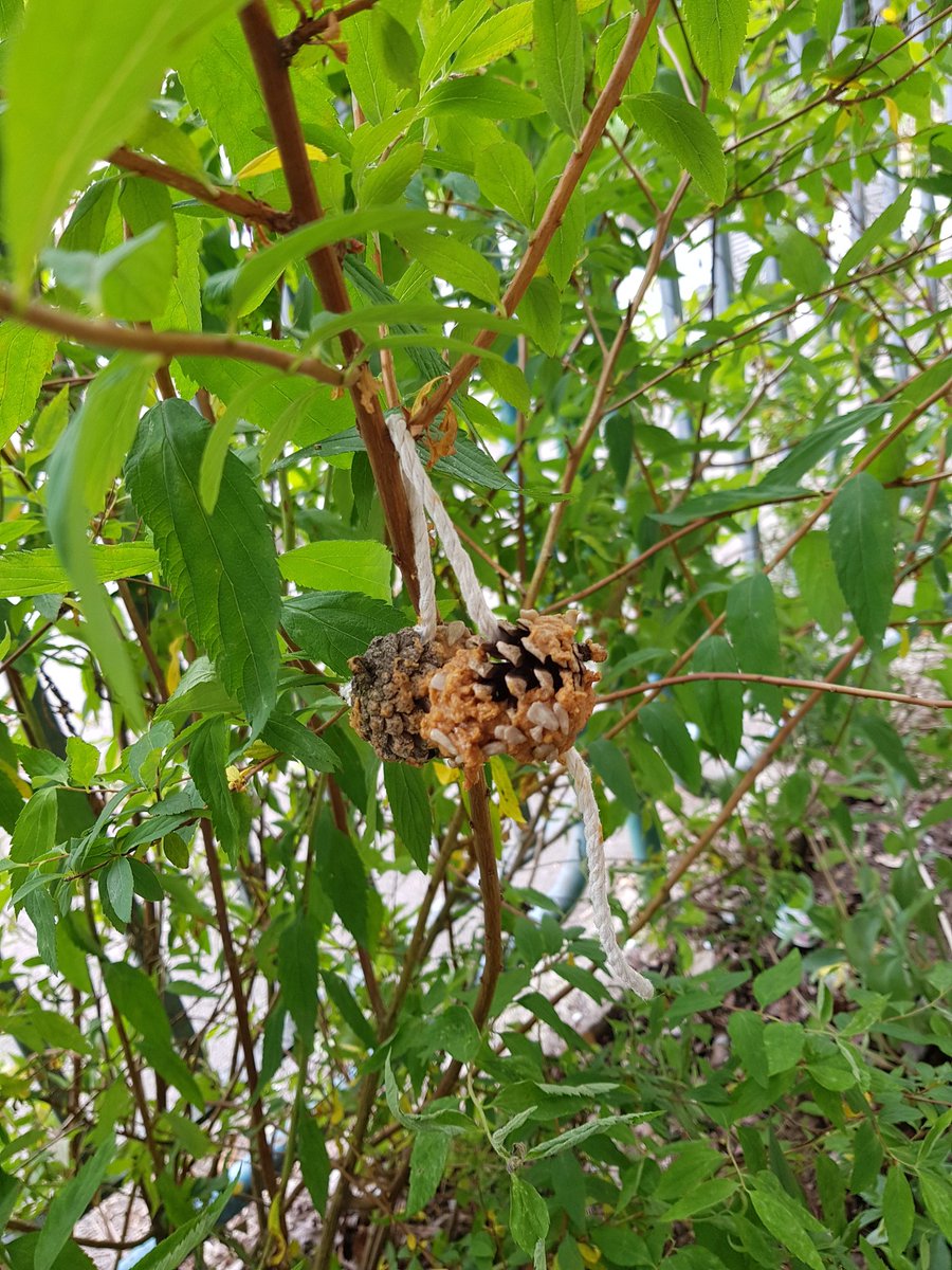marys_rc's tweet photo. Eco Committee chairperson and vice chairperson have fun hanging the birds tasty treats around our gardens! #biodiversity #gogreenday #gogreenmonth https://t.co/vvUONx3FJ6