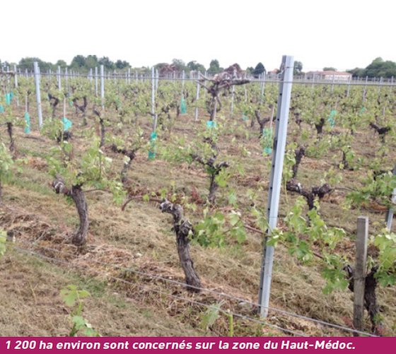 PaysanVigneron's tweet photo. LA GRELE EN BORDELAIS COMME EN CHARENTE
L'orage de grêle d’une ampleur et d’une violence inouïes a durement frappé les vignobles du Bordelais samedi 26 mai, avant de prendre la direction de la Charente. En savoir plus dans nos colonnes https://t.co/umANtlNNTS
#lePaysanVigneron https://t.co/XVaTonh8HA