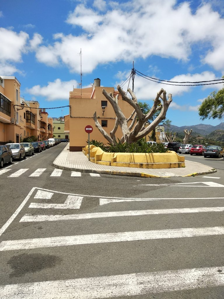 AdapaCanarias's tweet photo. ¿Es necesaria esta poda indiscriminada en Santa Brígida, Gran Canaria? 😓 https://t.co/isckYD7QMy