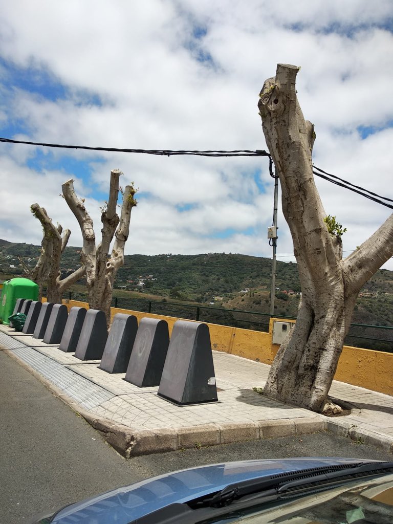AdapaCanarias's tweet photo. ¿Es necesaria esta poda indiscriminada en Santa Brígida, Gran Canaria? 😓 https://t.co/isckYD7QMy
