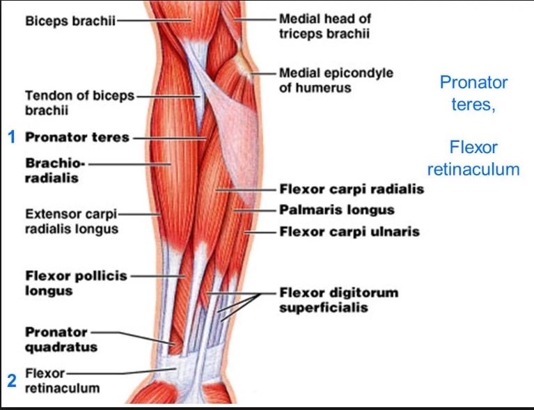 Back Of Arm Muscles Diagram The Pronator Teres Muscle Forms The Images