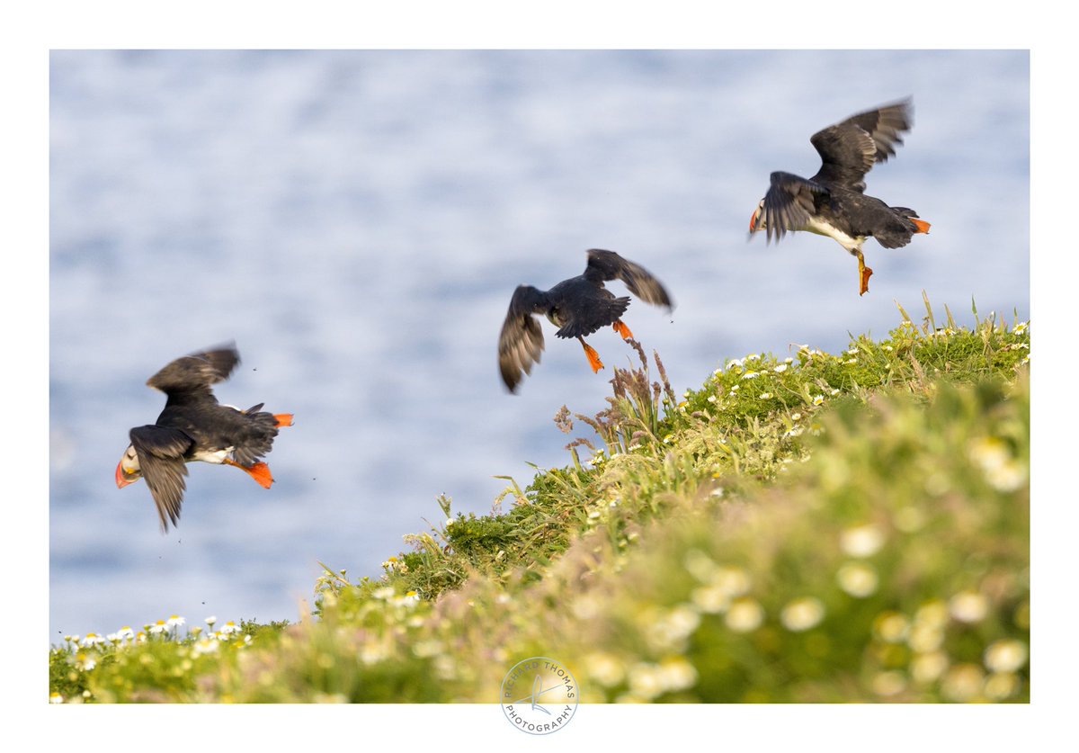 Base jumpers - Three Atlantic Puffins (Fratercula arctica) launching themselves off a cliff at The Wick on Skomer island, Wales. #NaturePhotographyDay