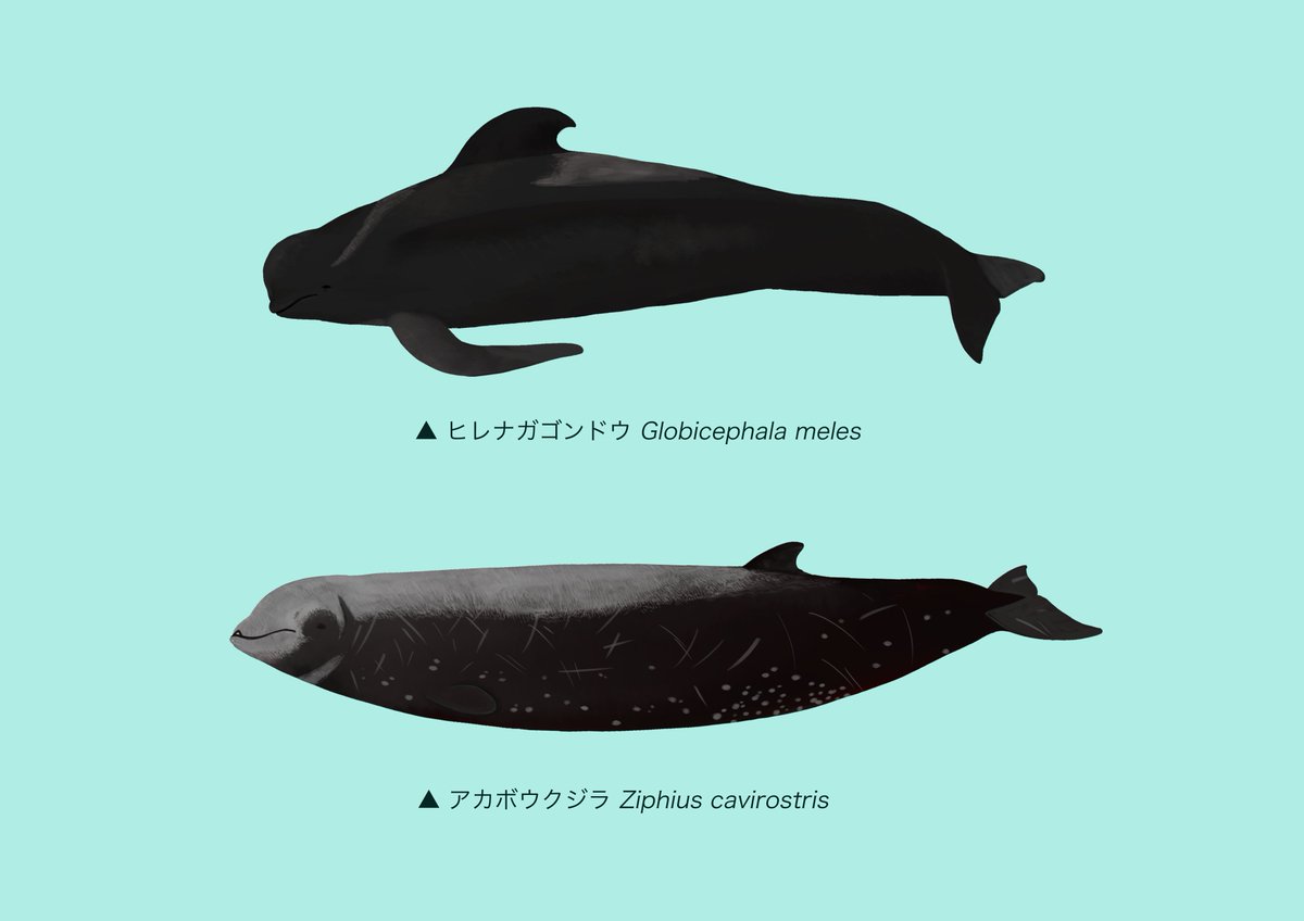きのしたちひろ على تويتر 図鑑的なクジラのイラスト練習 ヒレナガゴンドウとアカボウクジラ