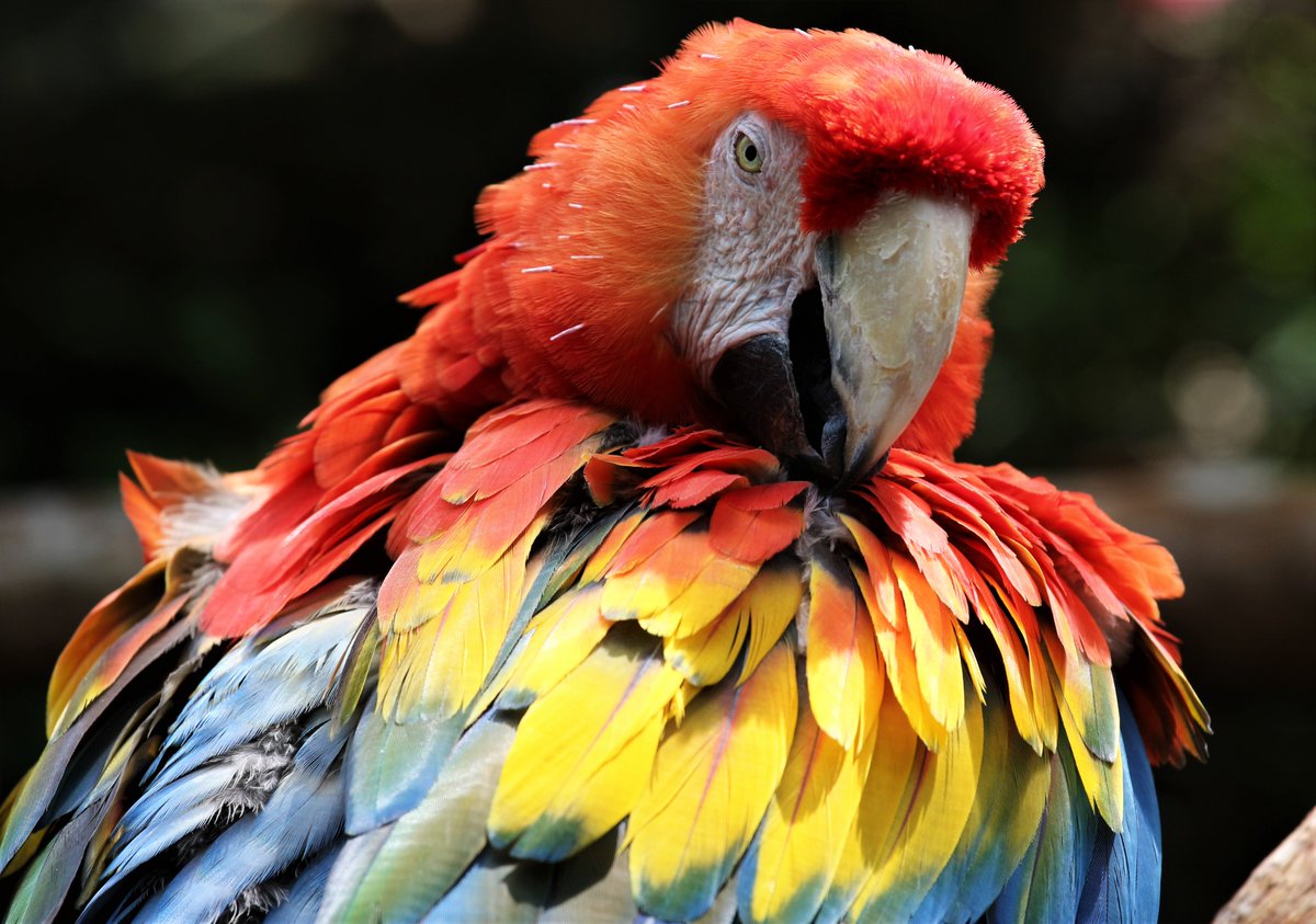 うにく En Twitter 色鮮やか アカコンゴウインコ 羽村市動物公園 オウムとインコの日