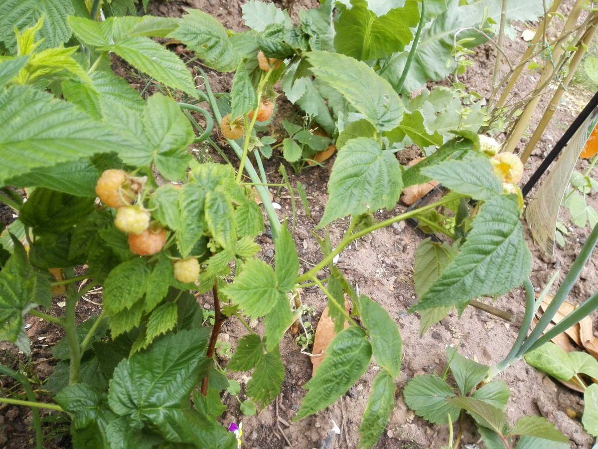 kristallnaach's tweet photo. Während die gelbe #Himbeere (#FallGold) schon erste süße Früchte trägt dauert es bei den roten noch ein Weilchen.. https://t.co/GvxCZWWscb