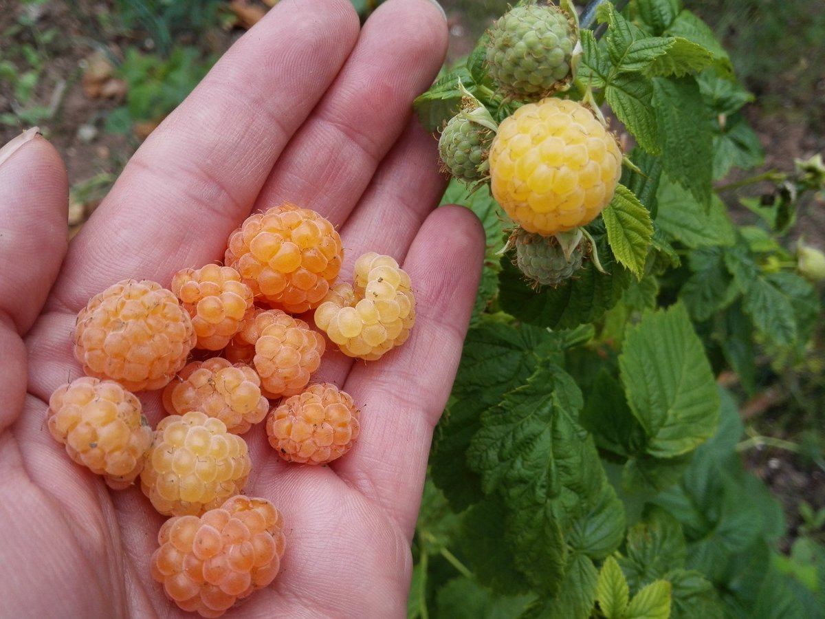 kristallnaach's tweet photo. Während die gelbe #Himbeere (#FallGold) schon erste süße Früchte trägt dauert es bei den roten noch ein Weilchen.. https://t.co/GvxCZWWscb