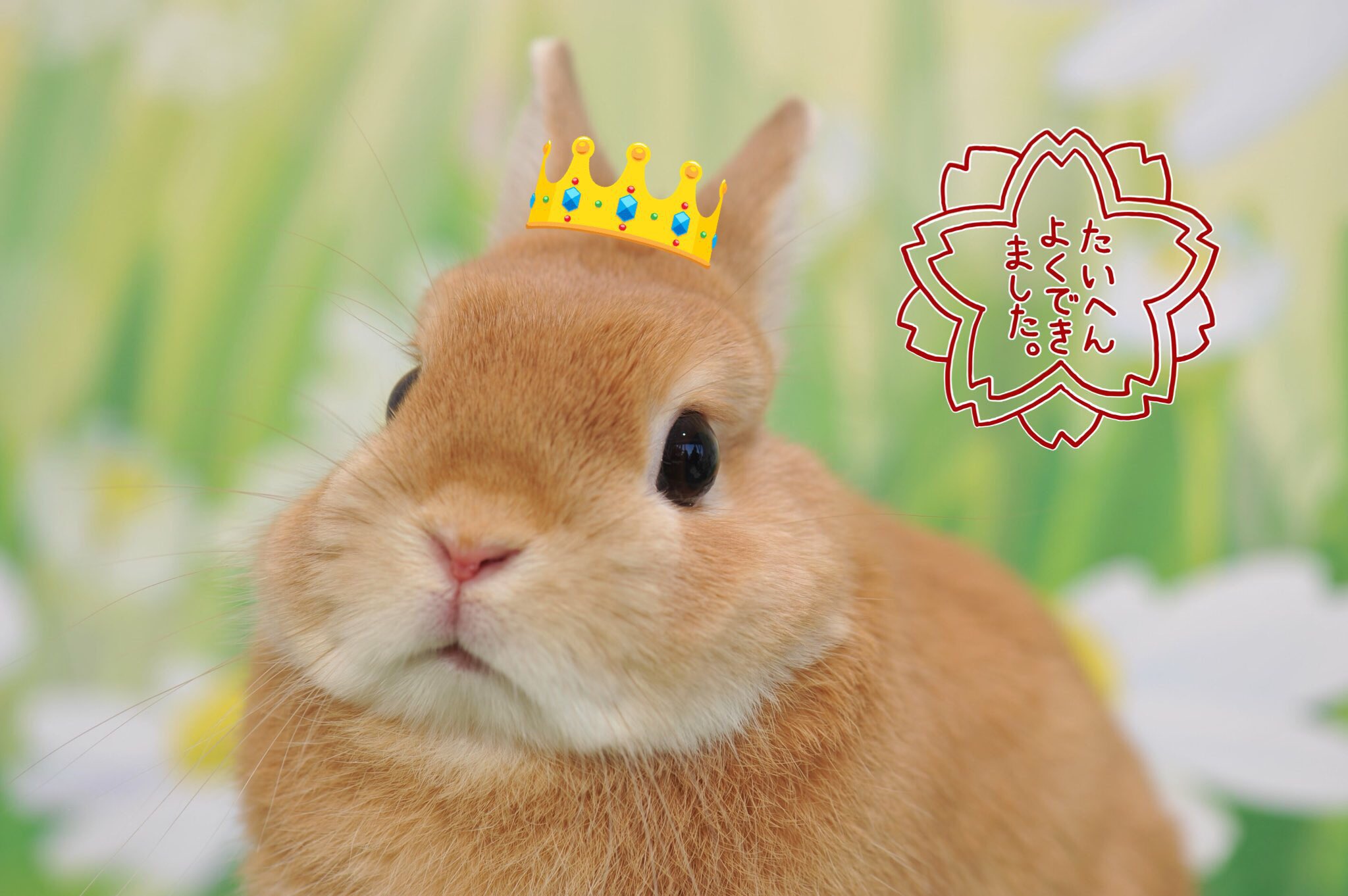 Peter Twitterren 運命は 勇者に微笑む By羽生せんせ Anothersky 珠玉の言葉 羽生善治 うさぎ Rabbit Bunny Peter Twitterren 運命は 勇者に微笑む By羽生せんせ Anothersky 珠玉の言葉 羽生善治 うさぎ Rabbit Bunny