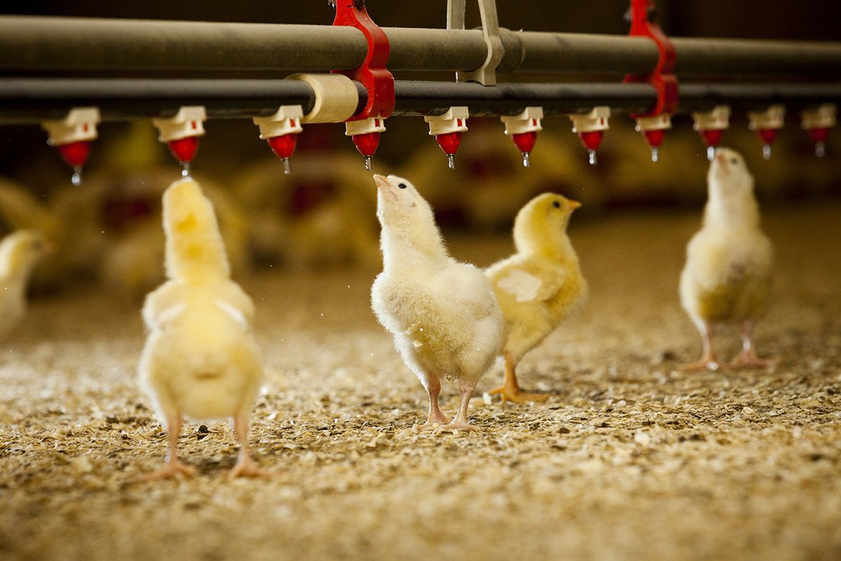cobbvantress's tweet photo. Proper water management in broilers can help achieve success, flock after flock. Chance Bryant, Technical Service Manager, outlines the three basic factors of water management: https://t.co/NHRNYyLlwK. https://t.co/8ZqzNdQGUv