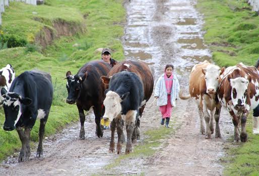 Fedegan's tweet photo. Producción de leche en Sumapaz bajó 25 % por cuenta del invierno: https://t.co/l46adKp4z5 https://t.co/nzuXfdCt52