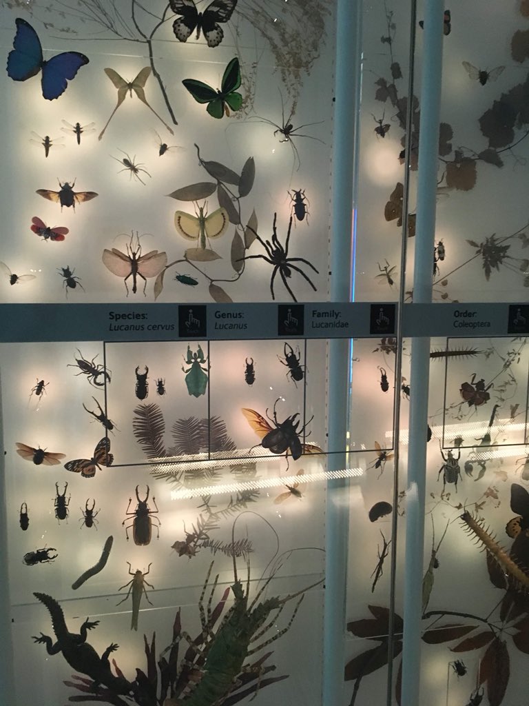 MudflatMatt's tweet photo. Going wild @NHM_London for day 15 of #30DaysWild https://t.co/9CEioWxNVv