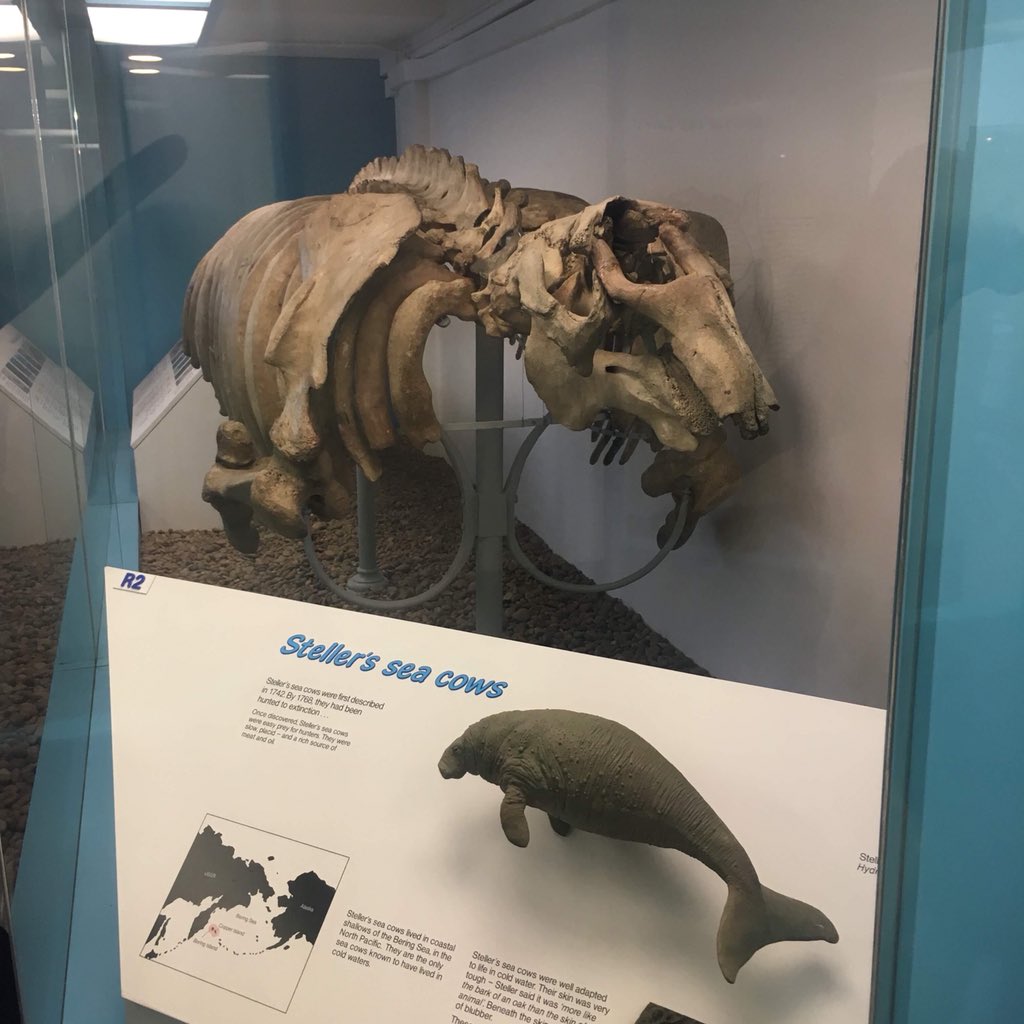 MudflatMatt's tweet photo. Going wild @NHM_London for day 15 of #30DaysWild https://t.co/9CEioWxNVv
